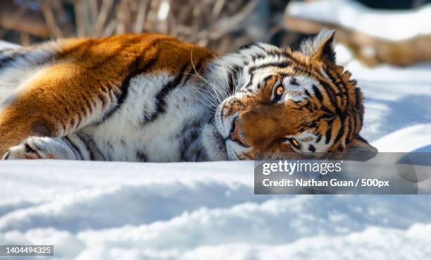 siberian tiger napping in the snow - cubs stock pictures, royalty-free photos & images