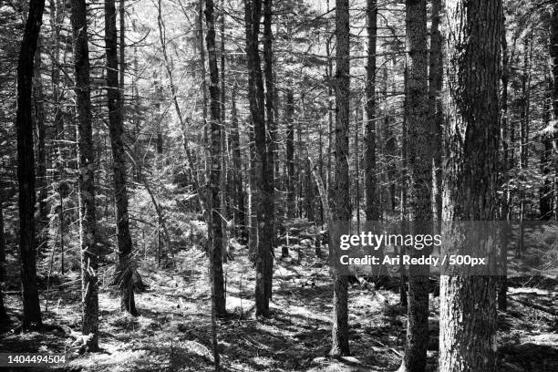 trees in forest,acadia national park,maine,united states,usa - maine winter stock pictures, royalty-free photos & images