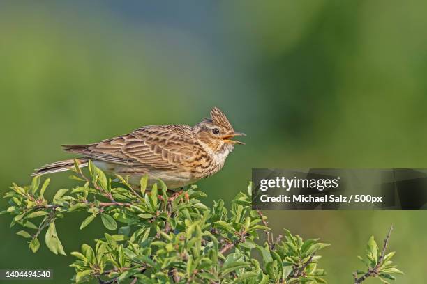 close-up of songlark perching on plant,plaidt,germany - alauda arvensis stock pictures, royalty-free photos & images