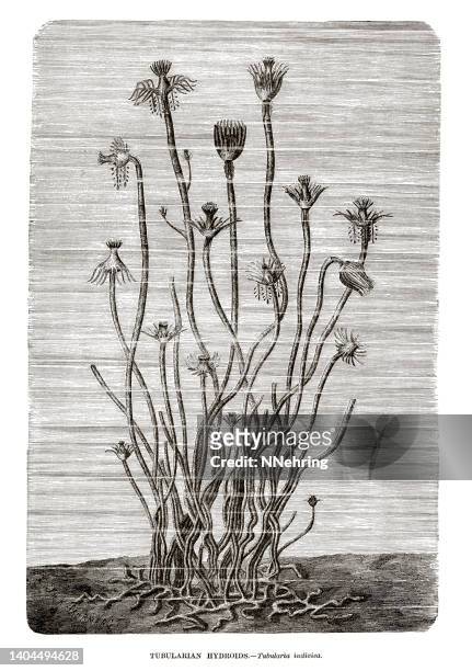 woodcut of oaten pipes hydroid, tubularia indivisa - tubularia stock illustrations