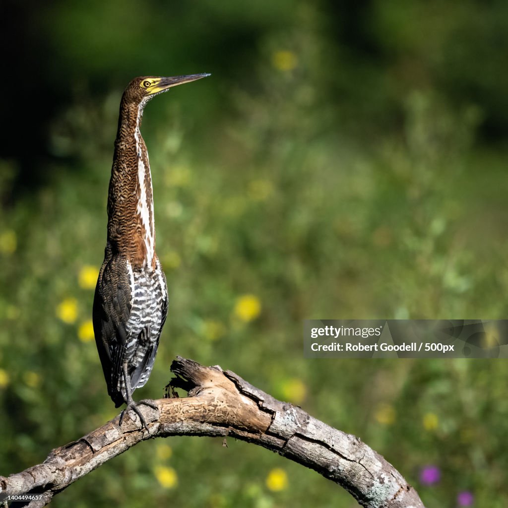 Close-up of heron perching on branch,State of Mato Grosso,Brazil