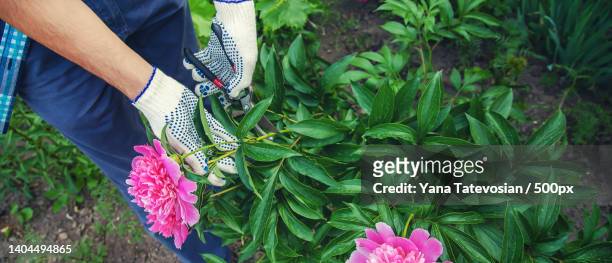 gardener pruning flowers peonies pruners selective focus - rose cut stock pictures, royalty-free photos & images