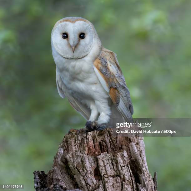 close-up portrait of barn owl perching on wooden post,west yorkshire,united kingdom,uk - barn owl fotografías e imágenes de stock