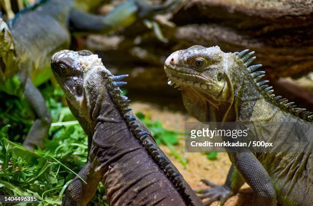 close-up of galapagos land iguana on rock - galapagoslandleguaan stockfoto's en -beelden