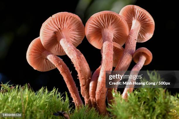 laccaria proxima laccaria laccata laccaire laqu edible mushroom - laccaria laccata stock pictures, royalty-free photos & images