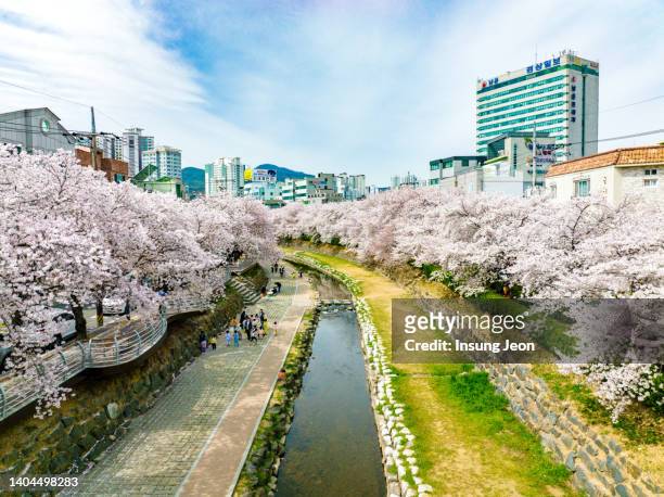 spring blossoms on the riverside in ulsan - ulsan stock pictures, royalty-free photos & images