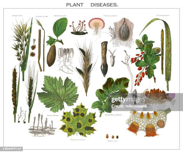 old engraved illustration of plant diseases - mildew fotografías e imágenes de stock