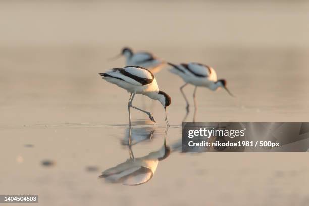 flock of sandpipers on beach near the sea - säbelschnäbler stock-fotos und bilder