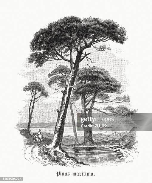stone pine (pinus pinea), wood engraving, published in 1891 - mediterranean sea stock illustrations