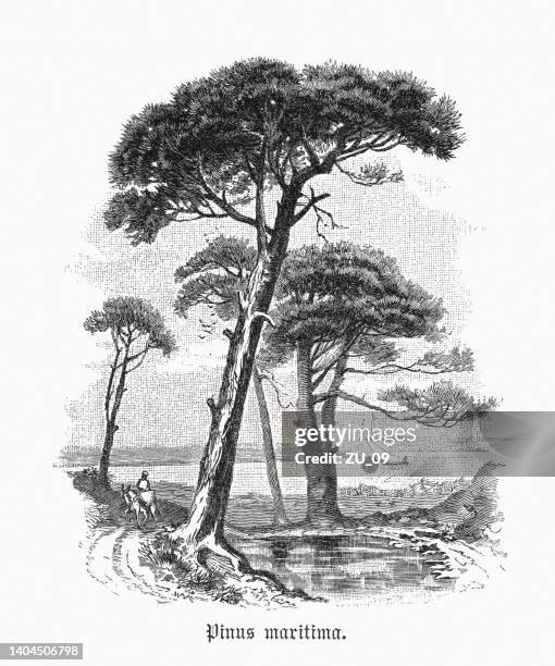 stone pine (pinus pinea), wood engraving, published in 1891 - pinus pinea stock illustrations