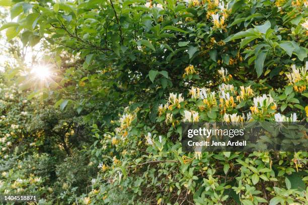 honeysuckle bush blooming with honeysuckle flowers during sunny day - honeysuckle stock pictures, royalty-free photos & images