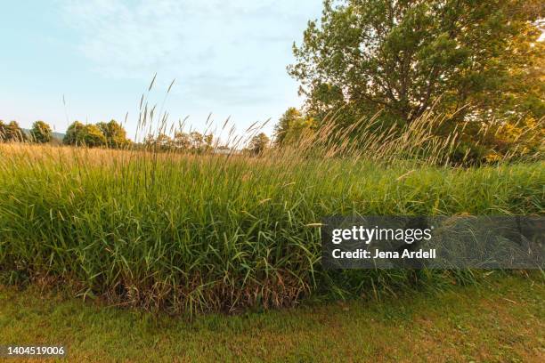 solitude on summer day with tall grass, timothy grass field, grassy area nature background - long grass bildbanksfoton och bilder