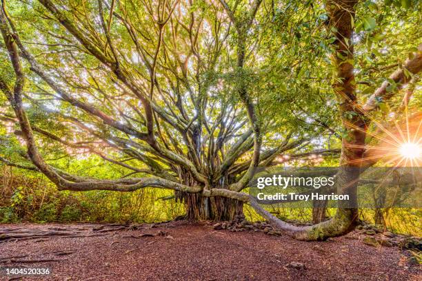 ancient banyan tree, maui, hawaii - banyan tree stock-fotos und bilder