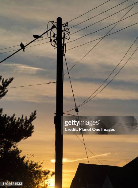 Telephone lines, poles and cables in Lower Radley Village, Oxfordshire, illuminated by the rising sun d2.