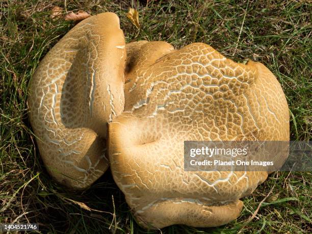 Close-up of a fallen wood fungus in Radley Village, Oxfordshire 1.