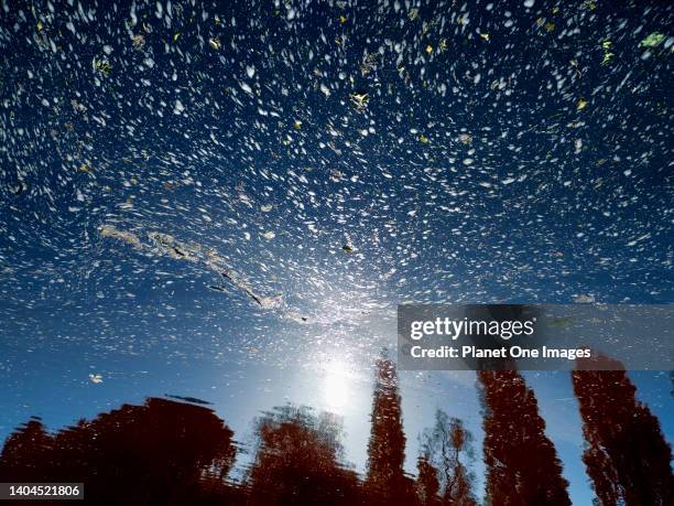 Surreal reflections in stagnant waters of the Thames by St Helens Wharf, Abingdon England 2.