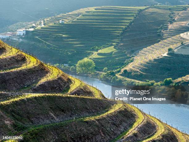 The scenic Douro Valley, which runs from the Atlantic coast at Porto all the way into Central Spain, was the first designated wine region in the...