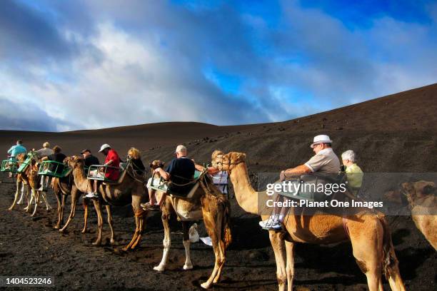 Lanzarote, Spain - 29 October, 2012 A camel safari sets out on the bizarre black-- sand volcanic landscape of Timanfaya National Park. This tourist...