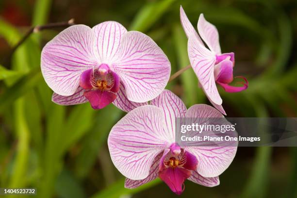 Kandy, Sri Lanka- 14 February 2014; This beautiful purple and white Phalaenopsis Orchid was seen in Kandy Botanical Gardens. Kandy is a large,...