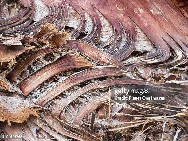 Giardini Naxos, Sicily, Italy - 21 September 2019 Due to its subtropical climate, diverse topography and many microclimates, Sicily houses a wide...