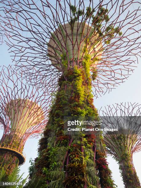 Gardens by the Bay, Singapore - 3 - 5 March 2019 Singapore aspires to be the world's greenest city; it seems to be succeeding. Of course, climate...