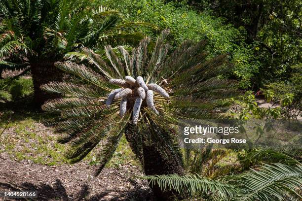 Cycad at the Mildred E. Mathias Botanical Garden, located on a seven-acre southeastern corner of the UCLA campus, is viewed on June 16, 2022 in Los...