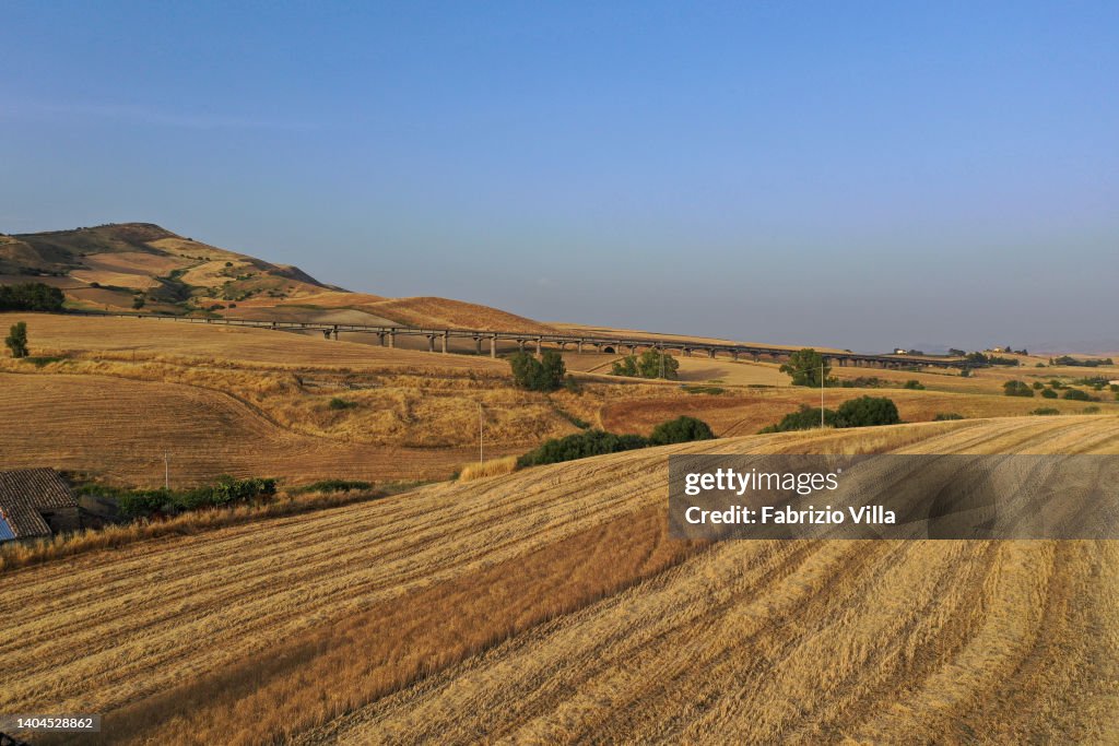 Wheat Threshing In Sicily