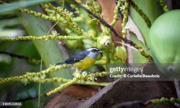 bananaquit bird - puntarenas stockfoto's en -beelden