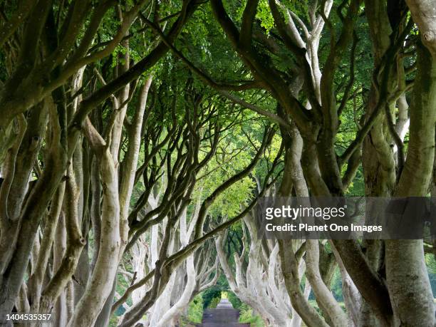 The magical Dark Hedges of County Antrim, Northern Ireland.
