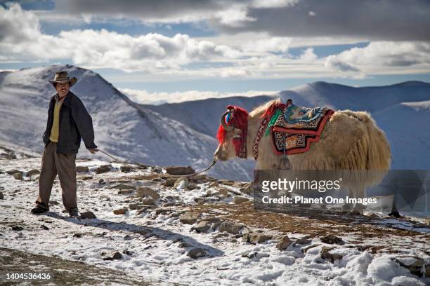 Man and yak at high pass- Tibet.