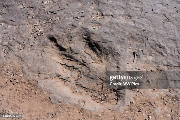 Therapod dinosaur track in the Bull Canyon Dinosaur Track Trail on a cliff top overlooking Bull Canyon near Moab, Utah.