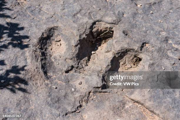 Therapod dinosaur track in the Bull Canyon Dinosaur Track Trail on a cliff top overlooking Bull Canyon near Moab, Utah.