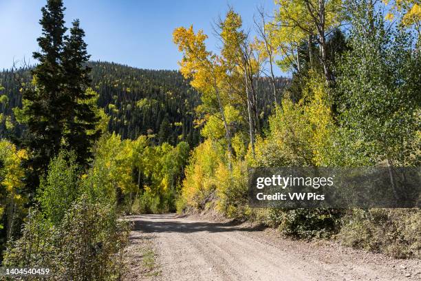 Mountain road through aspen trees in fall color. Fishlake National Forest. Tushar Mountains, Marysvale, Utah.