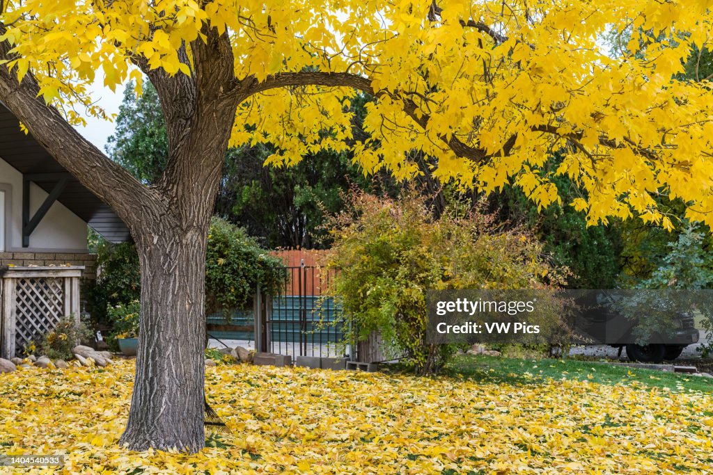 White Ash In Fall A White Ash tree, Fraxinus americana, in brilliant fall color in the ...