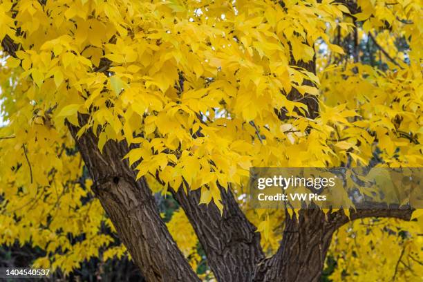 White Ash In Fall White Ash Tree Photos and Premium High Res Pictures - Getty Images