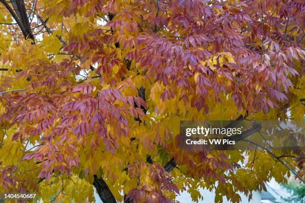 White Ash In Fall 90 Fraxinus Americana Stock Photos, High-Res Pictures, and Images ...