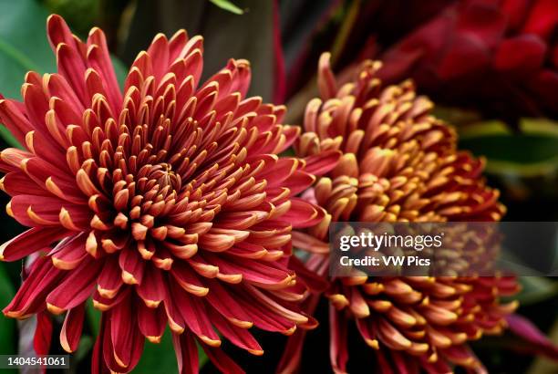 Close-up of a bouquet of chrysanthemums, in flower show 2021. Guayaquil. Ecuador.