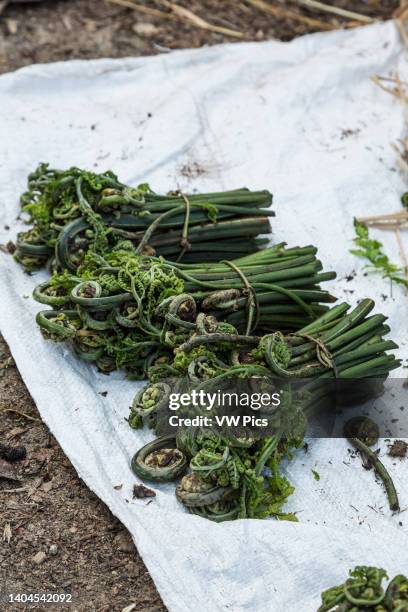 Fern fiddleheads, called nakey, for sale by a roadside in the mountains of Bhutan.