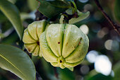 Garcinia gummi-gutta known as Garcinia cambogia as well as brindleberry,comenly use for foods and medicinal purpose