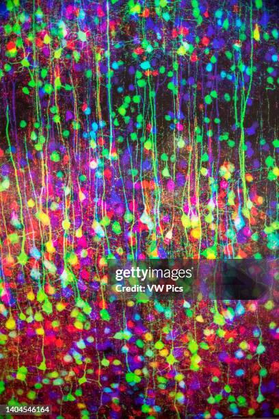 Individual Neurons in the technique brainbow. Brain exhibition Inside MIT Museum Building at 265 Massachusetts Avenue Cambridge, Boston...