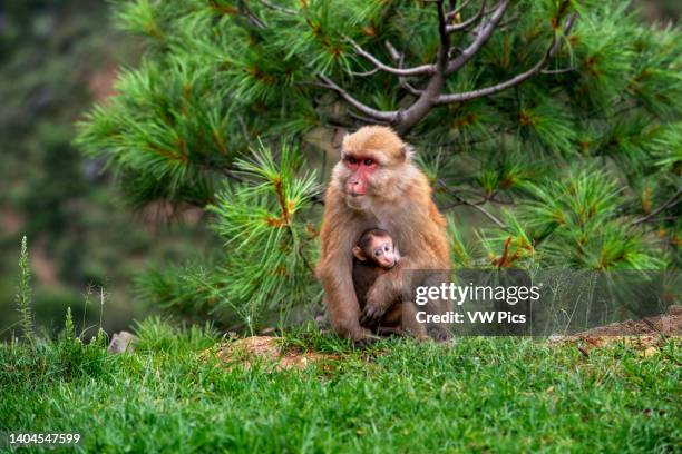 Brown Monkey Rhesus Macaque Macaca mulatta female with her baby in the countryside between Thimphu and Gangtey in Bhutan.