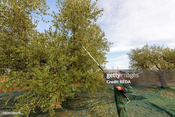 Harvesting of olives around Rome near the ancient Roman via..., News Photo