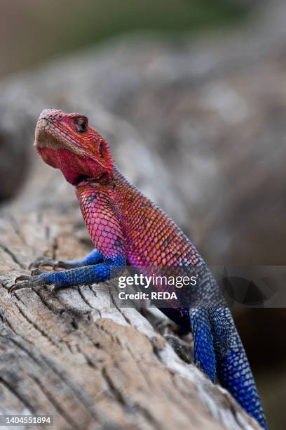Red Headed Agama Lizard portrait, Masai Mara National Park, Kenya, Africa.
