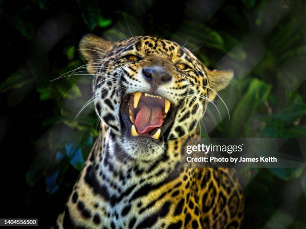 a jaguar shows its teeth. - jaguar animal stock pictures, royalty-free photos & images