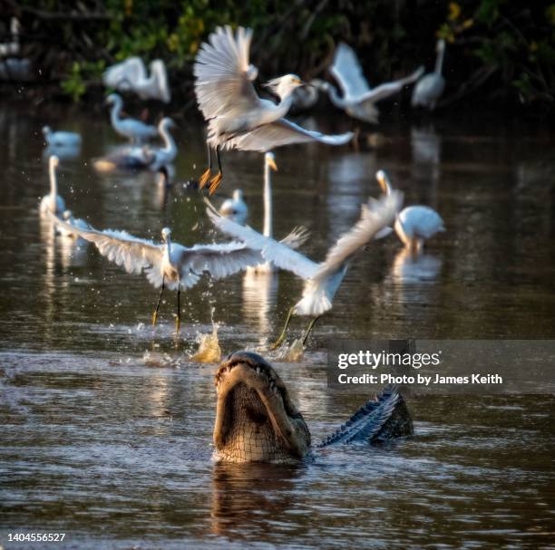 close call - krokodillenfamilie stockfoto's en -beelden