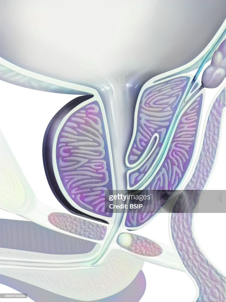 Prostate, drawing