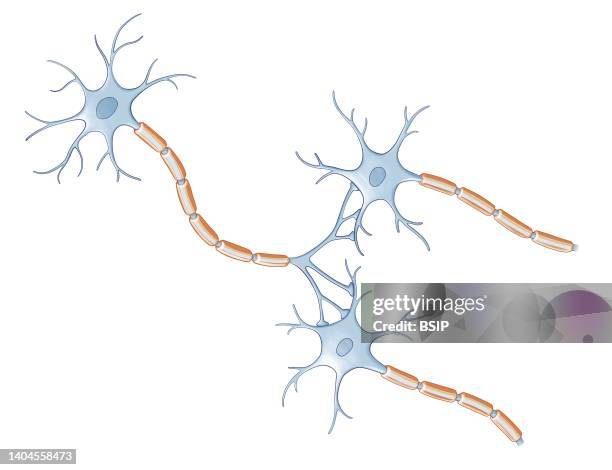 Several neurons connected to each other on white background.