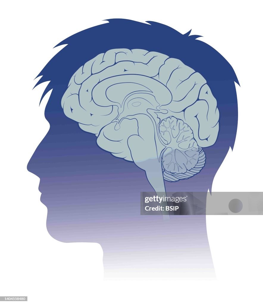 Human brain