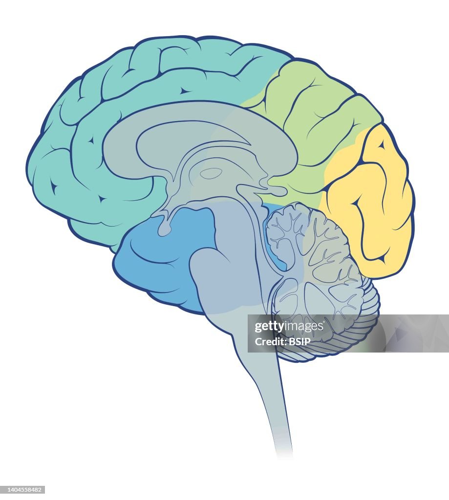 Sagittal brain section