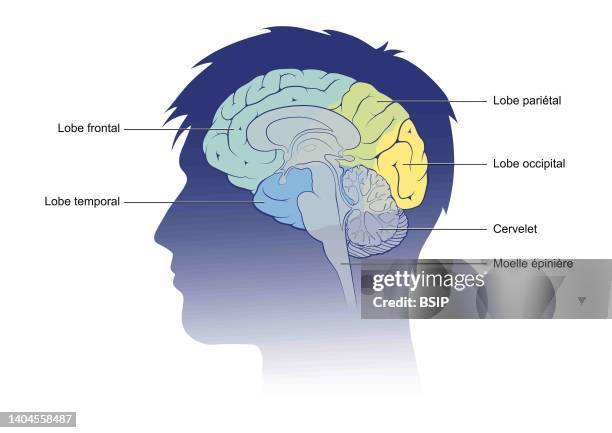 Sagittal section of the brain with the lobes in color and captioned.